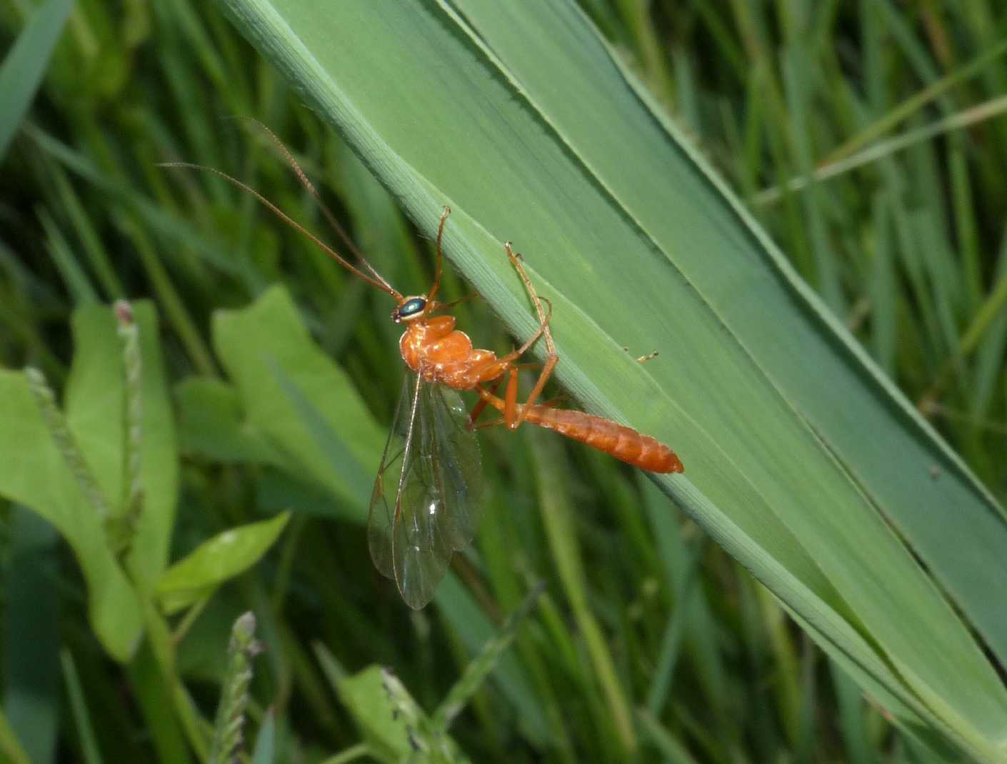 Ichneumonidae: Ophion sp.? No, Netelia